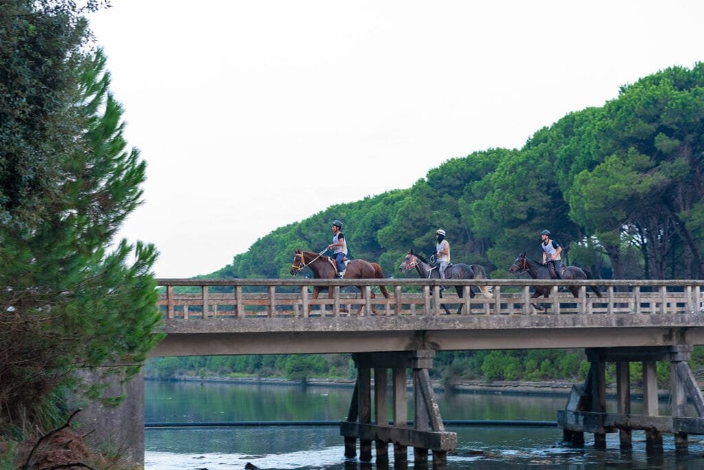 Riders on pine-lined avenue San Rossore Racecourse Pisa endurance race