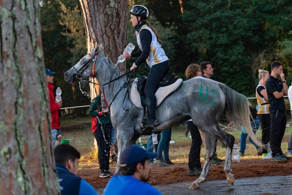 Riders on pine-lined avenue San Rossore Racecourse Pisa endurance race