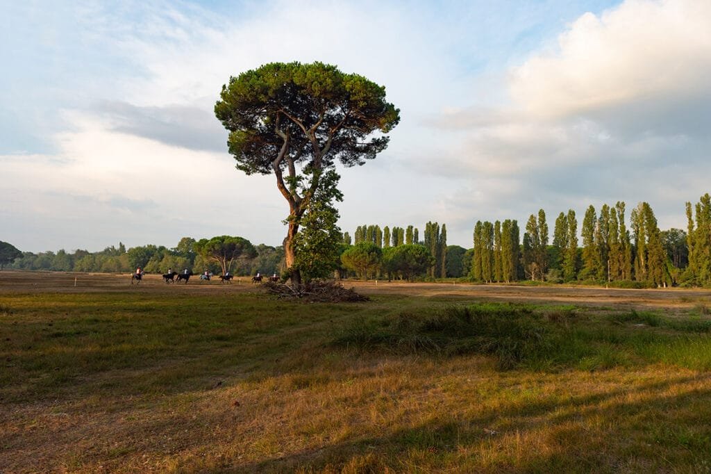 Riders on pine-lined avenue San Rossore Racecourse Pisa endurance race