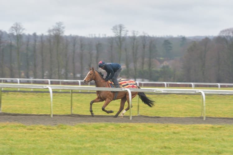 Thoroughbred galloping on Warren Hill Newmarket at dawn