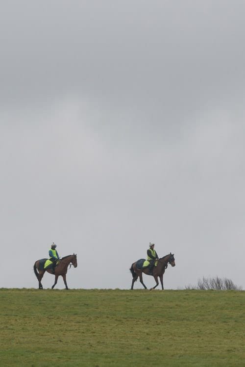 Thoroughbred galloping on Warren Hill Newmarket at dawn