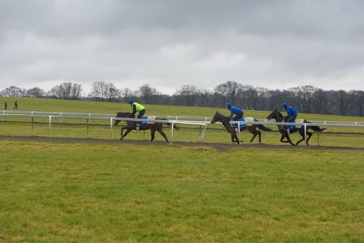 Thoroughbred galloping on Warren Hill Newmarket at dawn