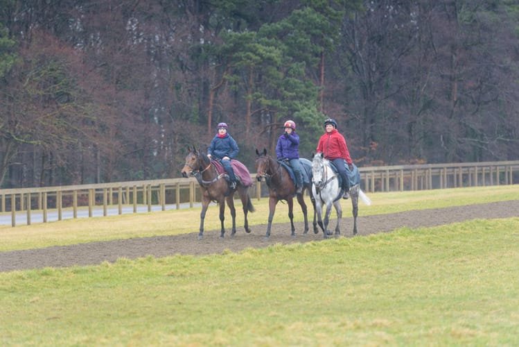 Newmarket stud farm photography
