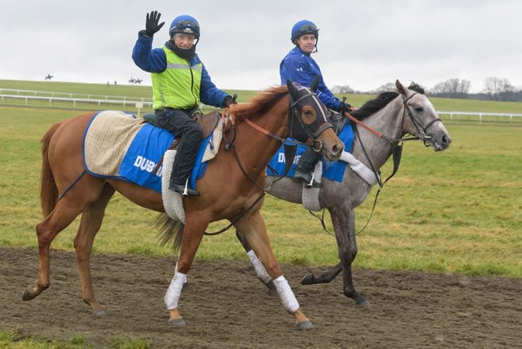 Thoroughbred galloping on Warren Hill Newmarket at dawn