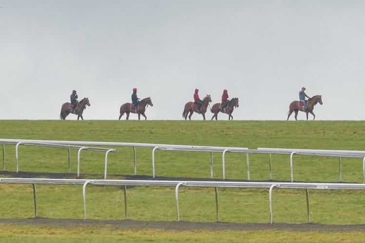 Thoroughbred galloping on Warren Hill Newmarket at dawn