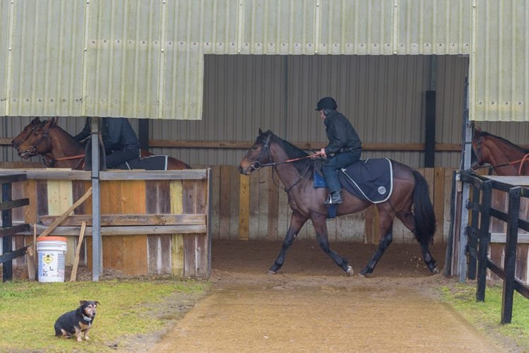 Newmarket stud farm photography