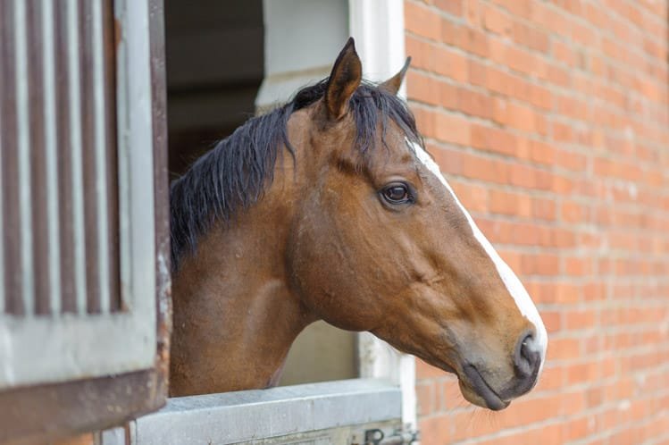 Newmarket horse portrait
