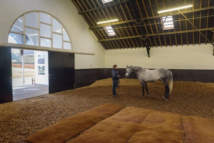 Newmarket Horse Portrait