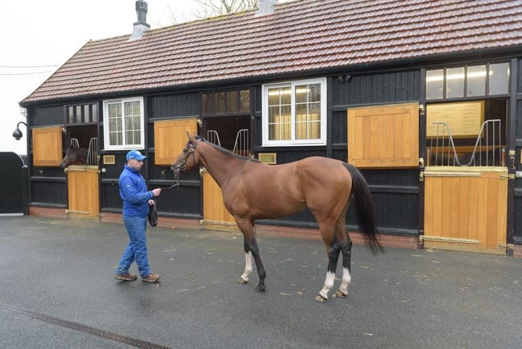 Stallion conformation portrait at stud farm Suffolk