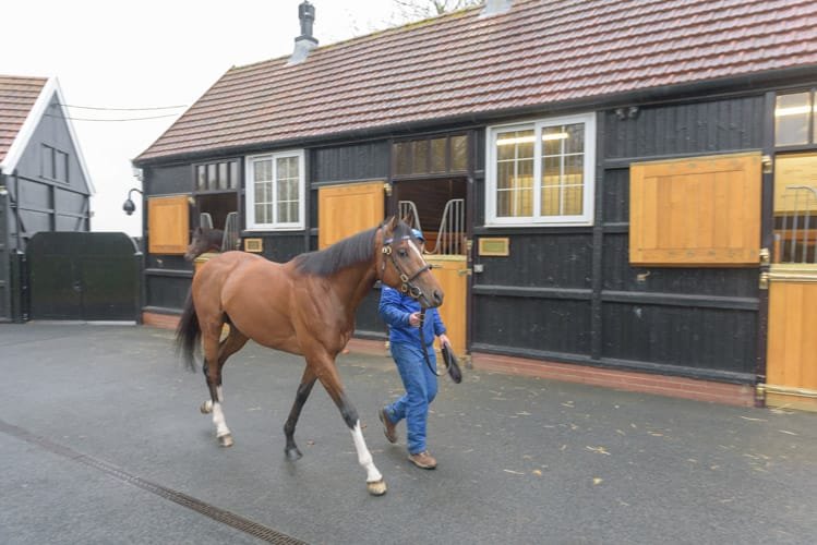 Stallion conformation portrait at stud farm Suffolk