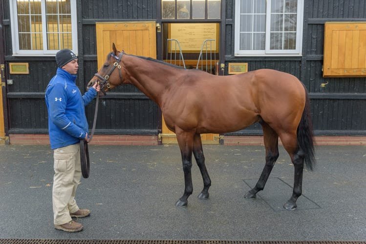 Stallion conformation portrait at stud farm Suffolk