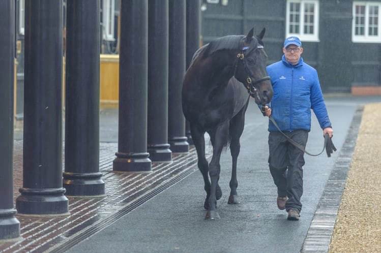 Stallion conformation portrait at stud farm Suffolk